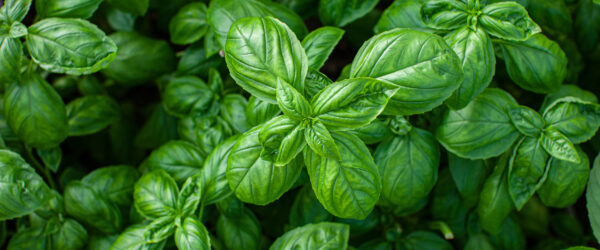 Basil Varieties: 10 To Consider Growing