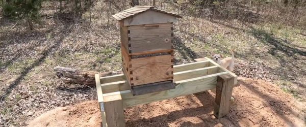 Video: Build A Simple DIY Bee Stand For Your Hives