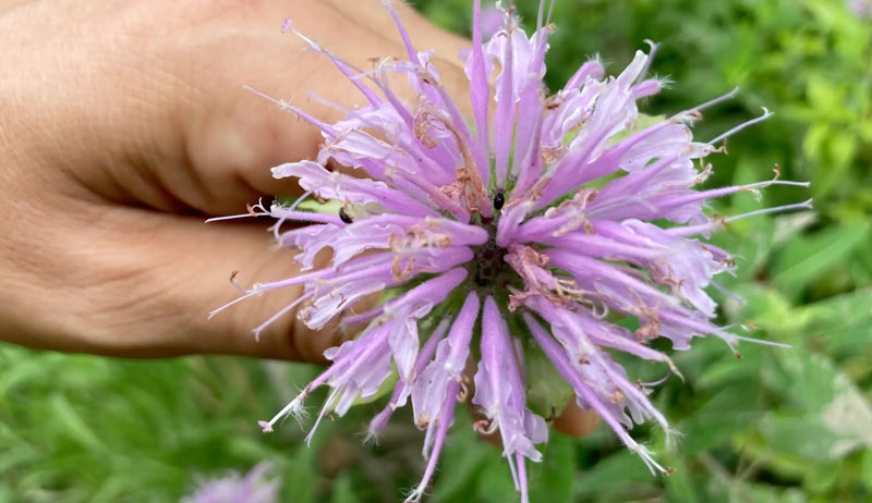 monarda beebalm native wild forage