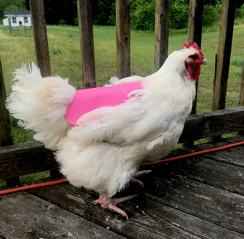 Bianca molting chicken
