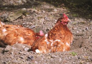 chickens-dust-bathing