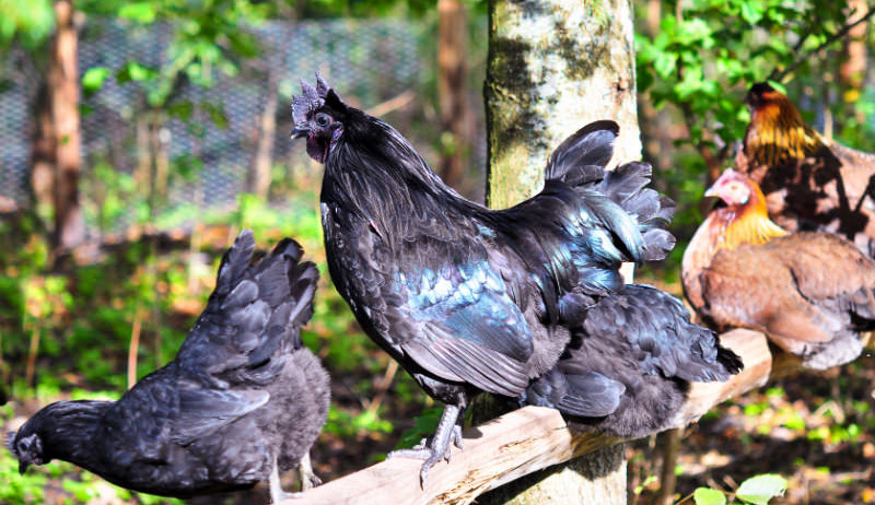 Black Chickens: Popular & Perfect for Spooky Season