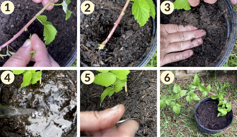 black raspberry raspberries propagate propagation