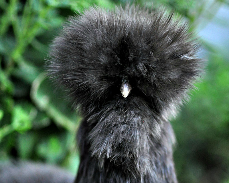 blue silkie chicken names name