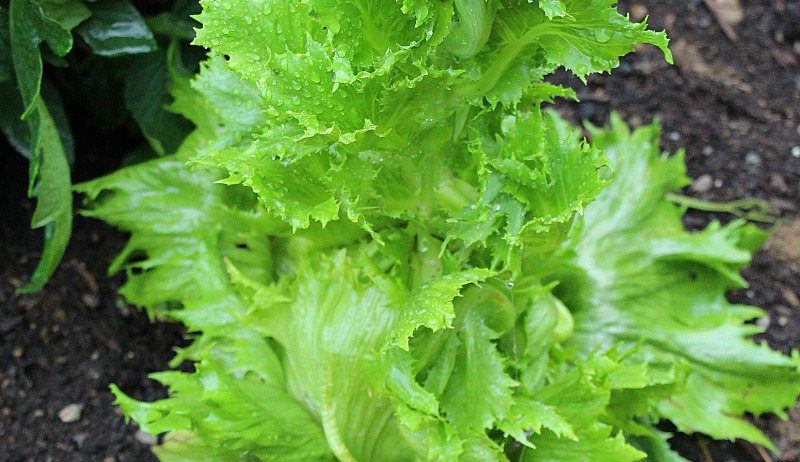Lettuce Bolting? 5 Things You Can Do With It
