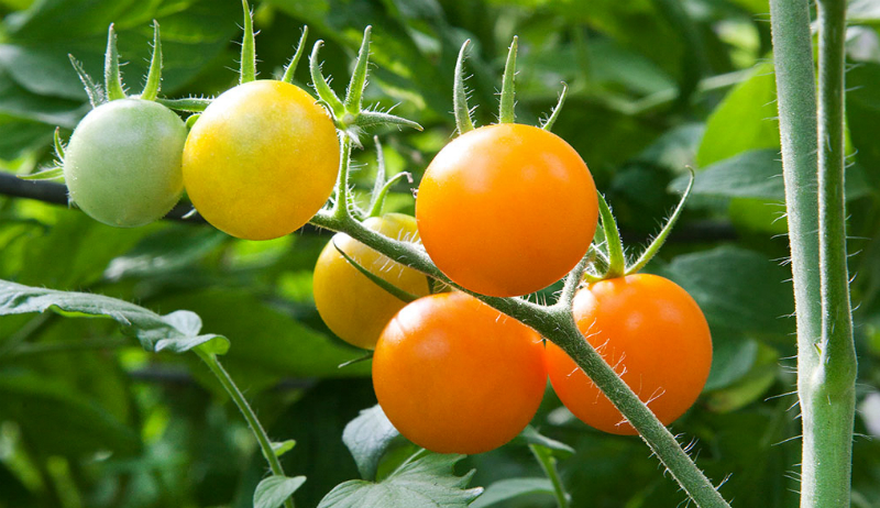 cherry-tomatoes