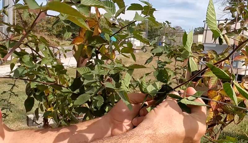 blackberry raspberry brambles winter