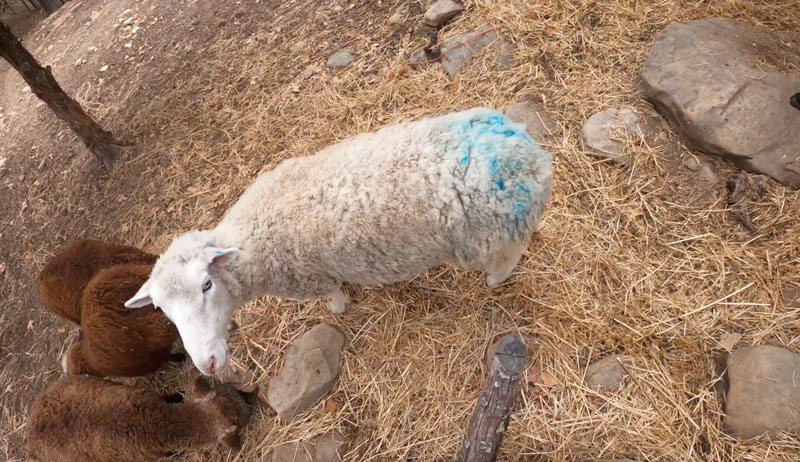 sheep breeding bred harness chalk