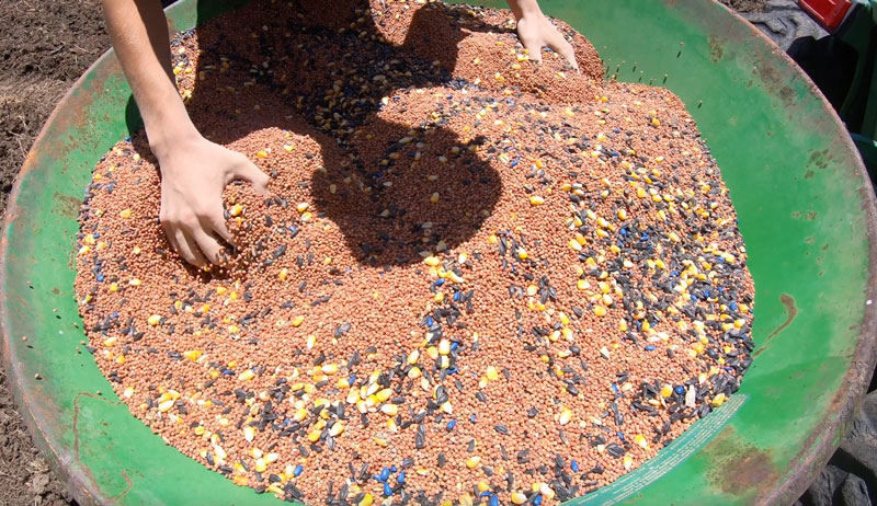 broadcast spreader seed