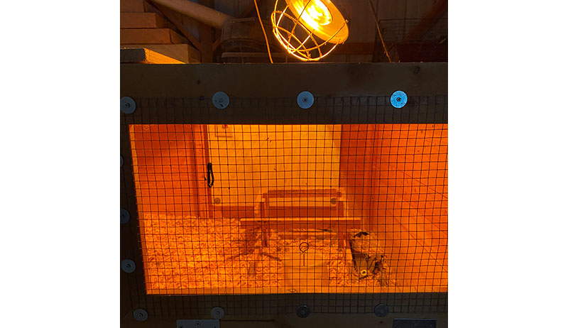 chickens winter cold