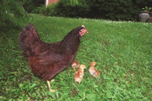 broody-hen-with-baby-chicks-in-yard