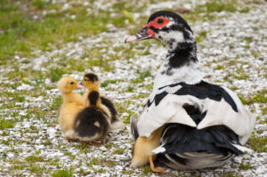 muscovy duck with her babies
