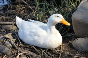 broody pekin duck sitting on eggs