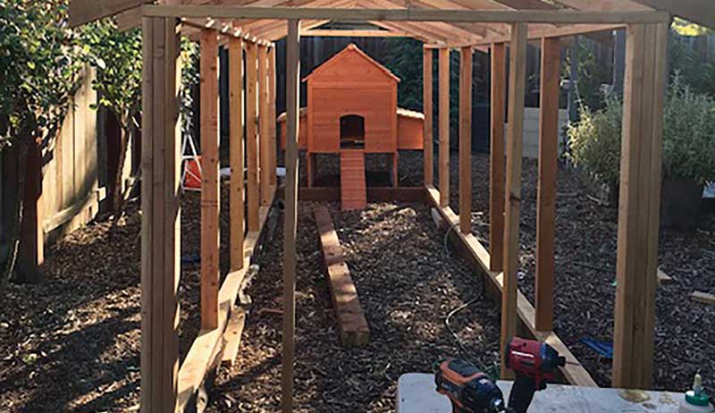 chicken chickens coop cool coops