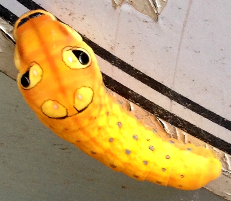 butterflies caterpillars spicebush swallowtail caterpillar