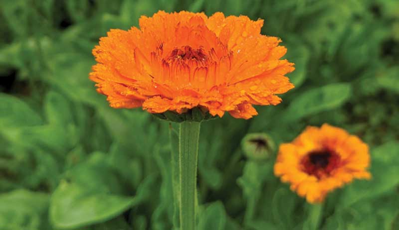 calendula is one of the best herbs for chickens during molt