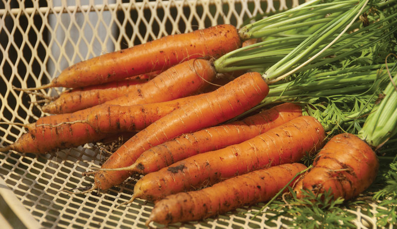Some carrots in a basket