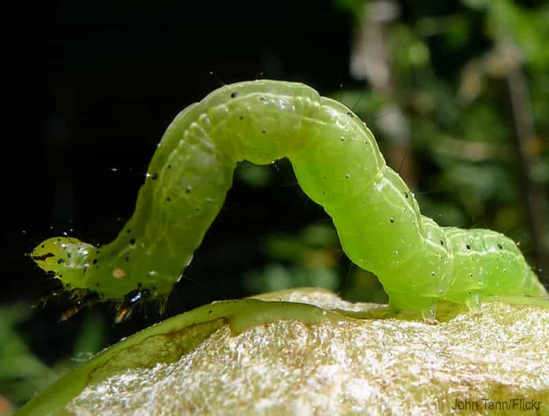 A Cabbage Looper