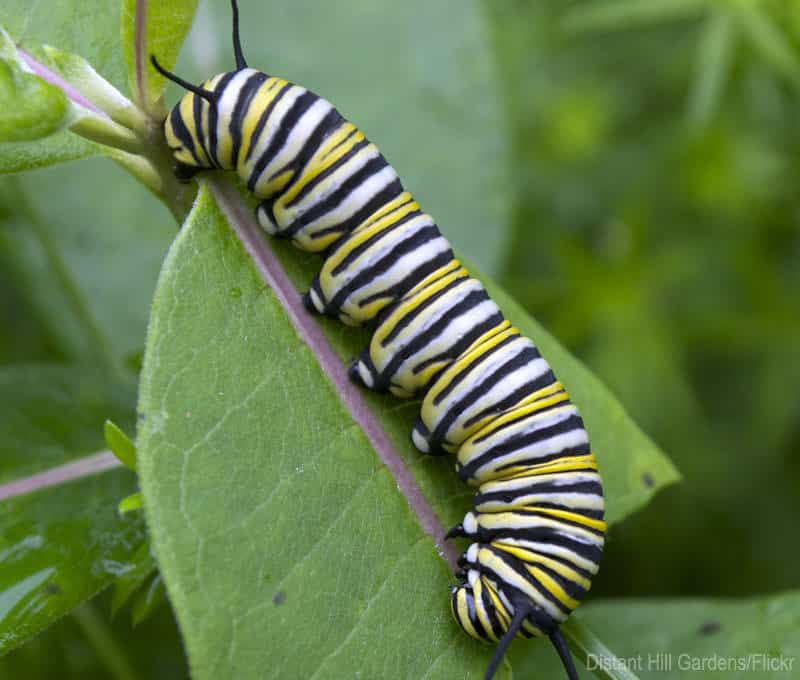 Monarch Caterpillar on a leaf