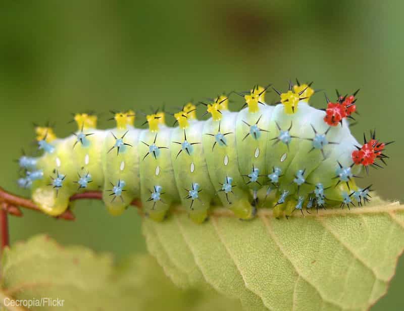 A Cecropia caterpillar on a leaf