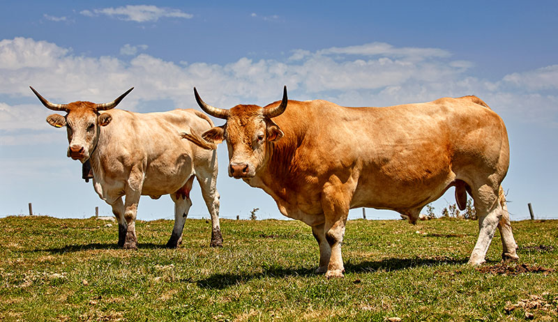artificial insemination cow cattle horns