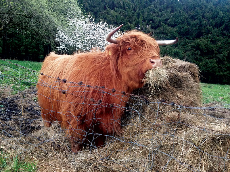 cattle hay feeding highland cow