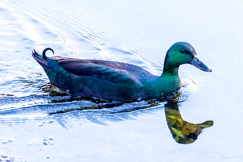 cayuga drake duck heritage breeds