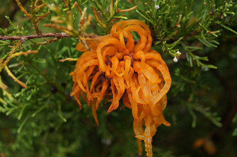 Cedar Apple Rust