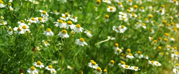 German and Roman Chamomile Differences