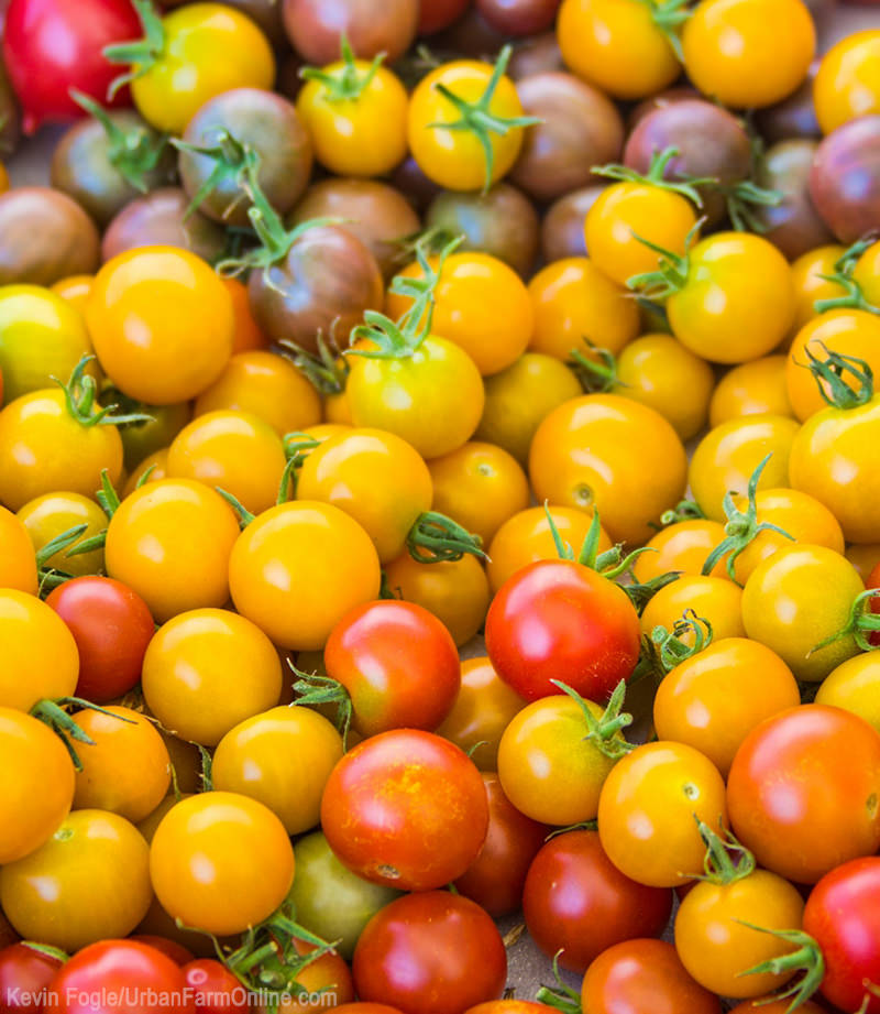 Try growing these four cherry tomatoes, known for their excellent flavor profiles. (UrbanFarmOnline.com)