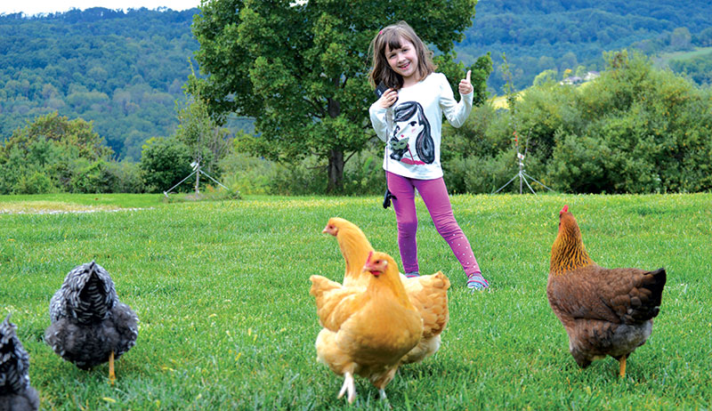 chicken chat chickens name names