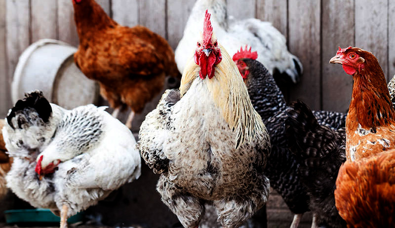 chickens in front of a barn