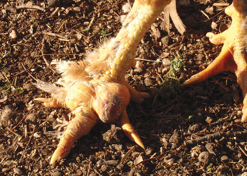 chicken health bumblefoot