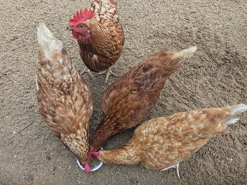 chicken health cannibalism