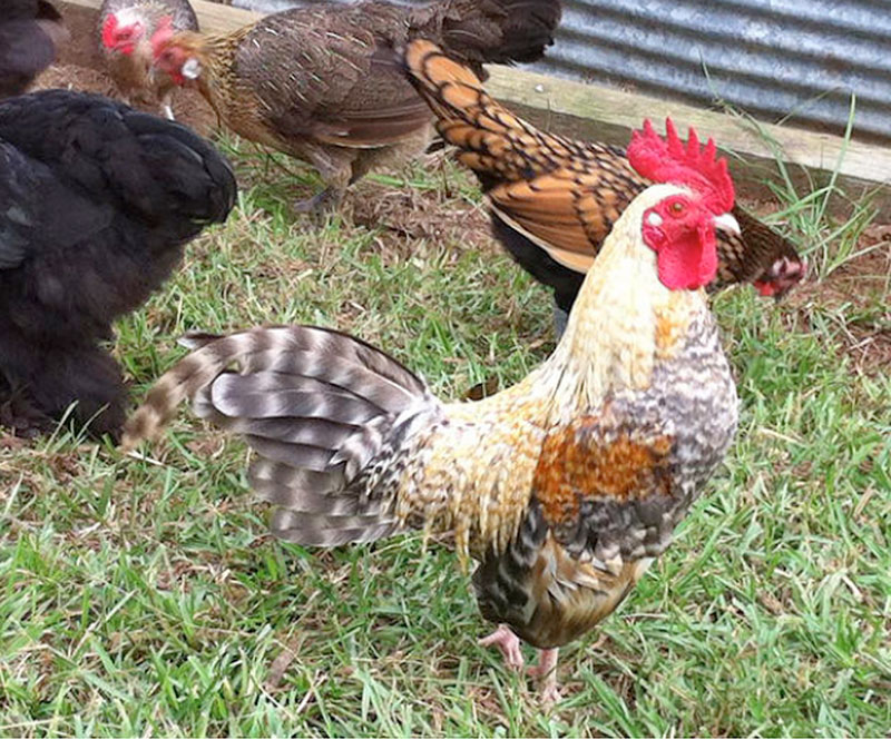 favorite chicken names