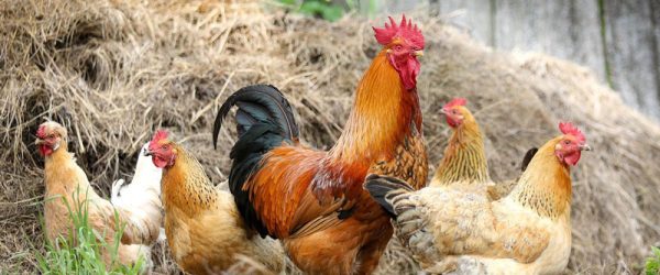 Do Hens Need a Rooster To Lay Eggs?