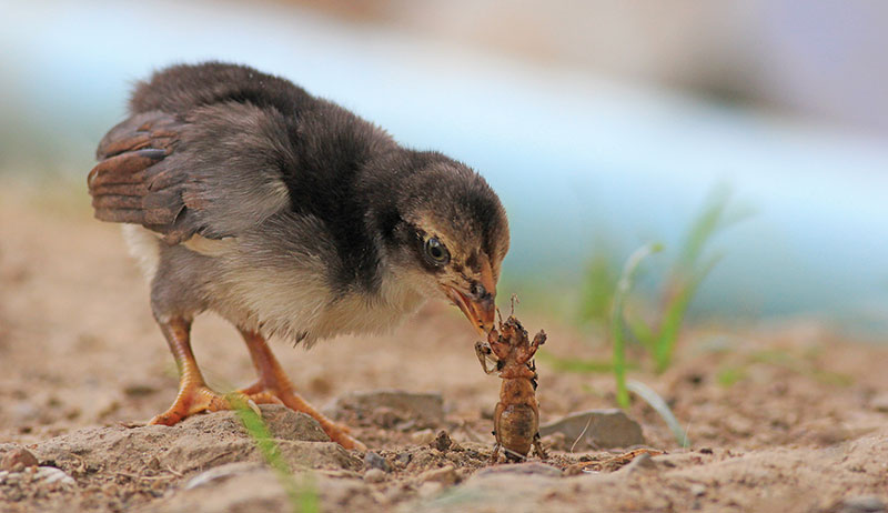 chickens eat diet bugs normal