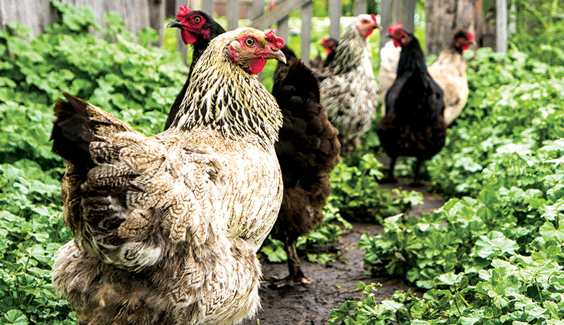 chickens winterize garden gardening