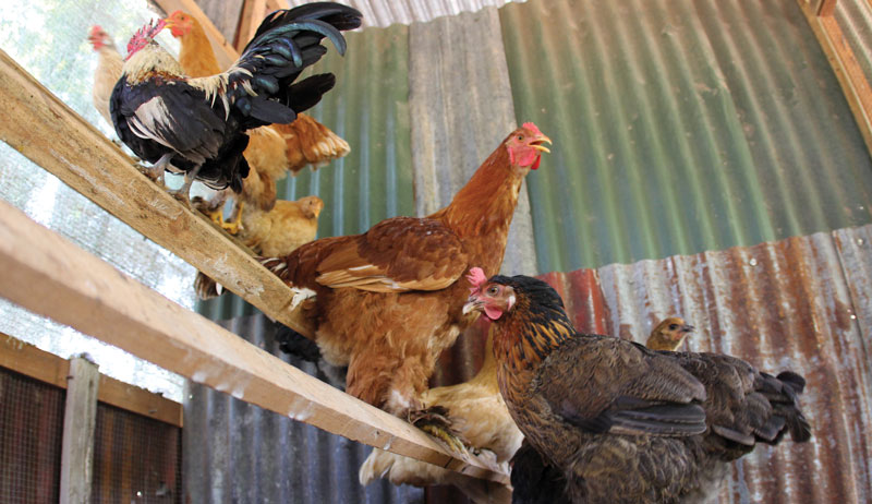 chicken chickens feet bumblefoot