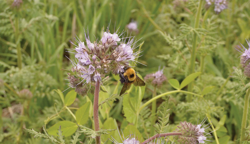 regenerative agriculture pasture polyculture clover