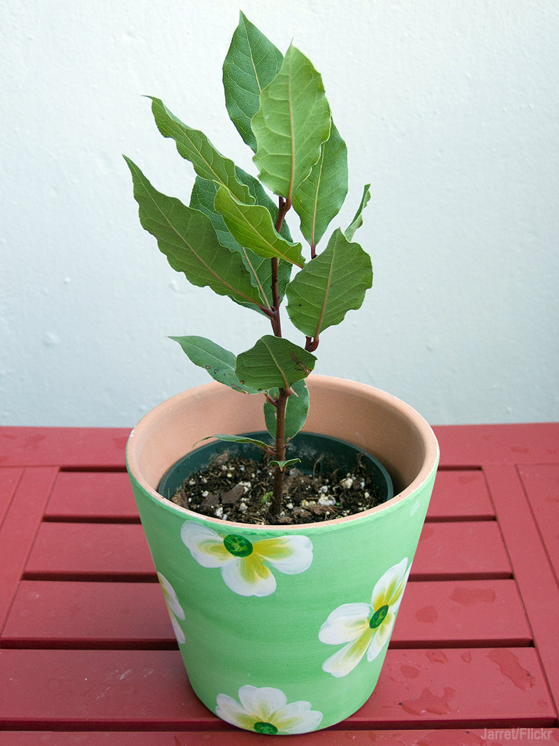 5 Herbs Perfect For Container Gardening (UrbanFarmOnline.com)