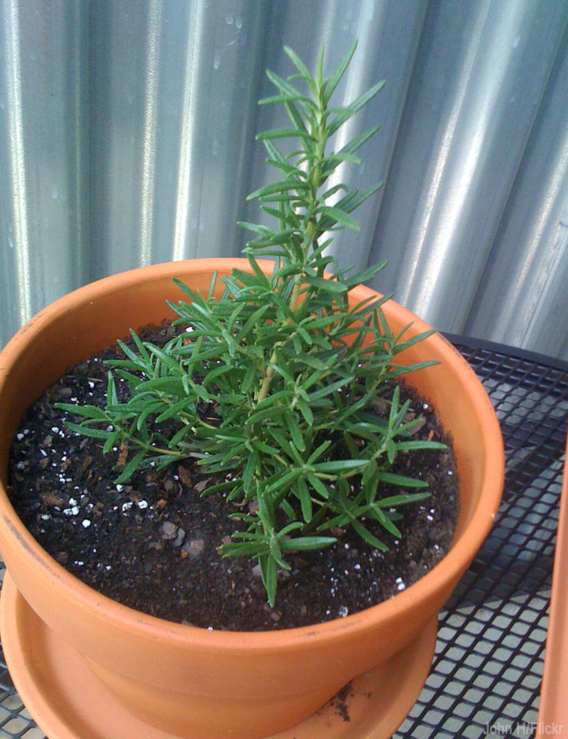 5 Herbs Perfect For Container Gardening (UrbanFarmOnline.com) 5 Herbs Perfect For Container Gardening (UrbanFarmOnline.com)