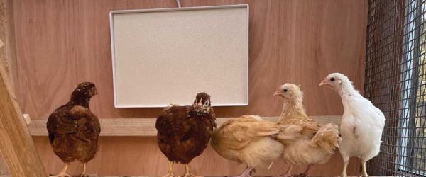 This Cool Moveable Coop Keeps Chickens Happy