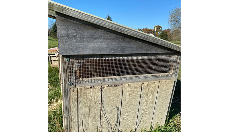 chickens winter cold