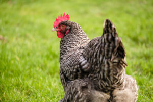 holland chicken in grassy yard is a critically endangered chicken breeds