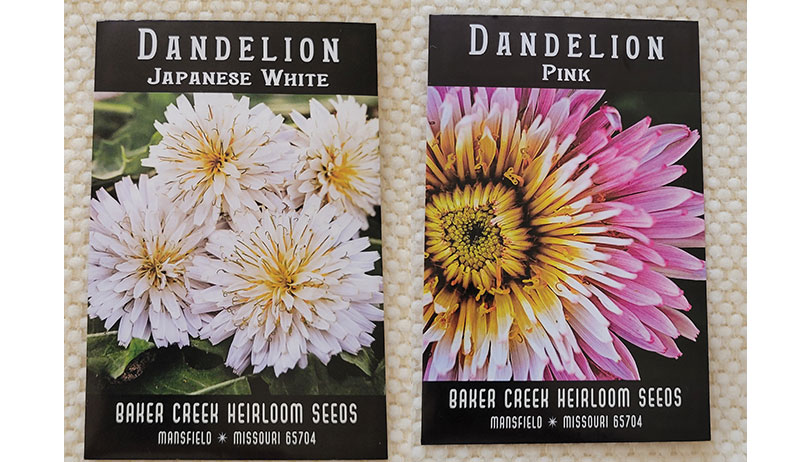 dandelion dandelions seeds