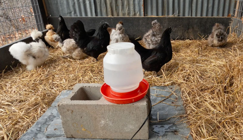 DIY chicken deicer