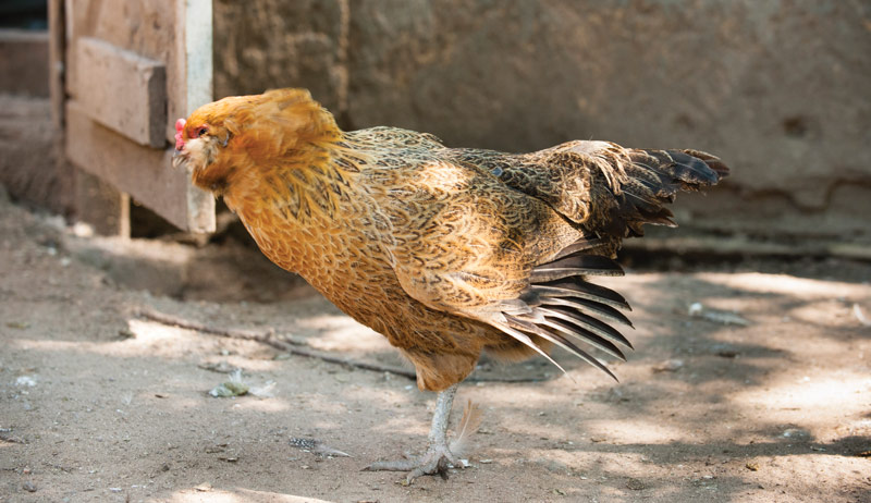 eggs egg color chickens