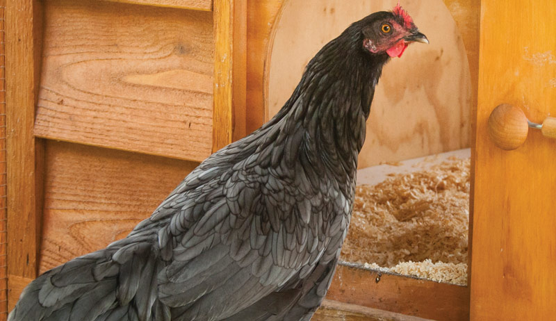 eggs egg color chickens