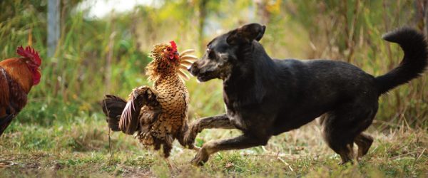 Domestic Dogs, Cats Can Be Dangerous Chicken Predators